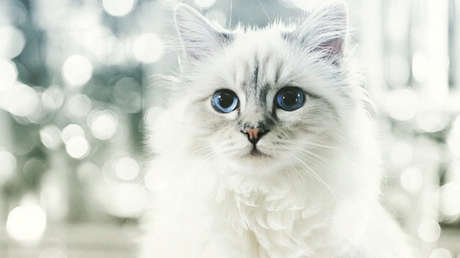 El animal que gana más de 3 millones de dólares al año (FOTOS)