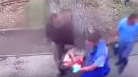 Ruso trata de alimentar a tres osos con leche condensada, pero querían carne (VIDEO)