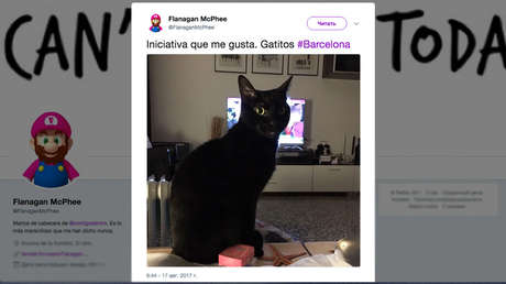 ¿Por qué los internautas inundaron Twitter con fotos de gatos tras el atentado en Barcelona?