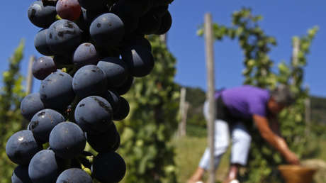 Así afecta el cambio climático la calidad del vino