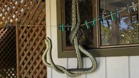 Iba a tomar café en la cocina y halla dos pitones peleándose con furia por una hembra 