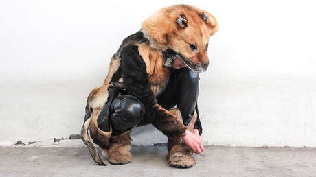 Artista mexicana recoge perros muertos y los convierte en arte para reflexionar sobre la vida animal