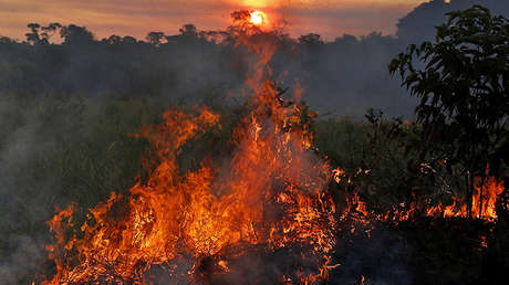 Así combaten la deforestación imparable que amenaza la Amazonia