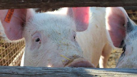 Unos bomberos se comen unos cochinillos que meses antes salvaron de un incendio