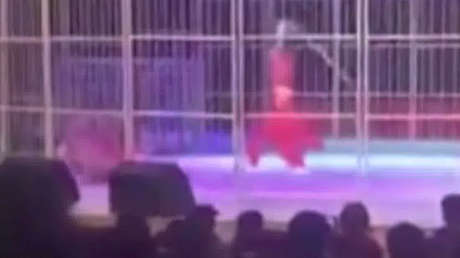 FUERTES IMÁGENES: Un tigre ataca al entrenador frente a espectadores horrorizados