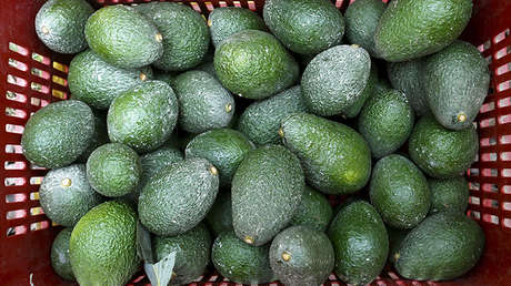 Científicos encuentran insospechadas propiedades medicinales en la piel de la semilla de aguacate