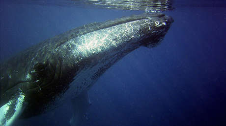 Las ballenas cambian su 'canto' para sobrevivir