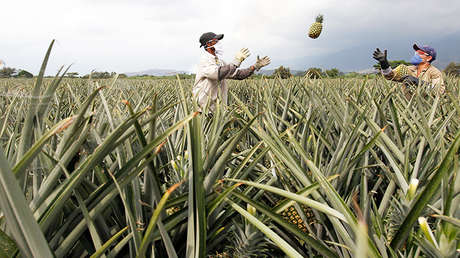 Informe: El 80 % de las tierras de Colombia están en manos del 1 % de los propietarios