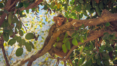 FOTO: Científicos fotografían un escurridizo animal de la Amazonia que no se veía desde 1936