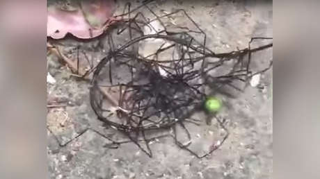 "Como un extraterrestre perdido en la Tierra": Graban un espeluznante ser desconocido (VIDEO)