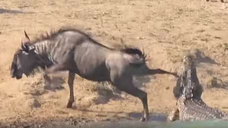 Dos hipopótamos salvan a un ñu de las fauces de un cocodrilo 