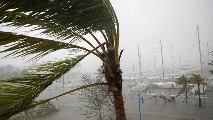¿Habrán sobrevivido? La historia de una pareja de loros que trató de huir de Irma en un hotel (FOTO)