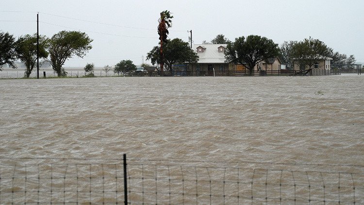 "¿Qué diablos es esto?": Harvey arrojó una horripilante criatura a las playas de Texas (FOTOS)