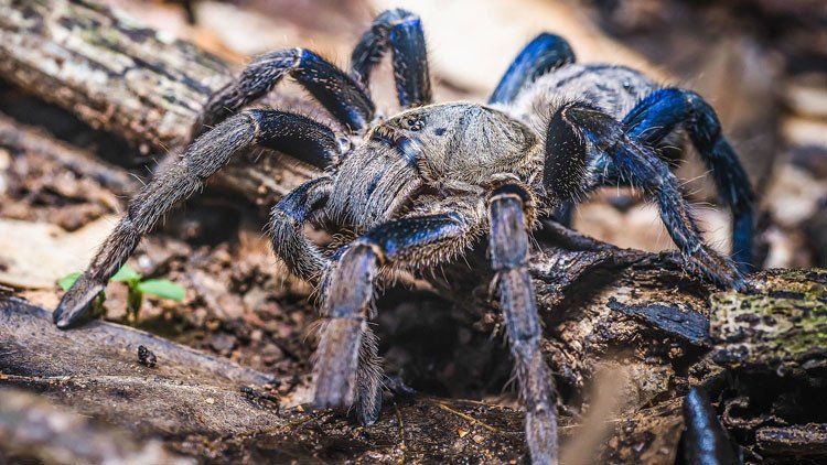¡No apto para aracnofóbicos!: Filman una rara especie de tarántula azul (VIDEO)