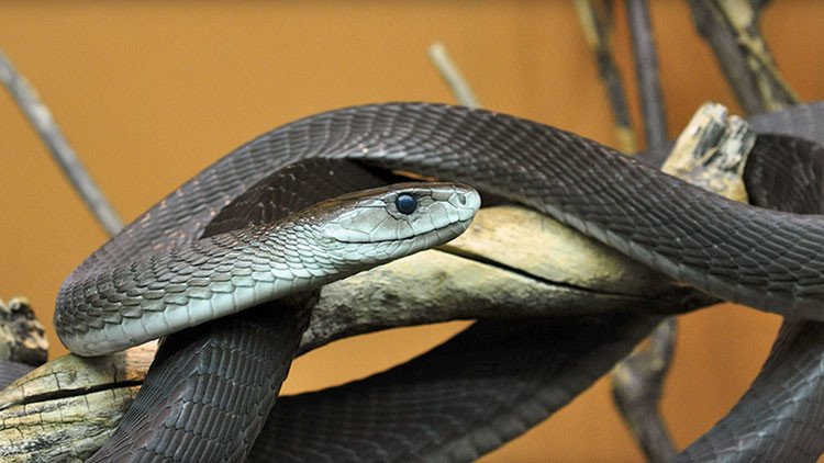 Muere un bloguero ruso que se dejó picar por una mamba negra frente a la cámara (VIDEO)