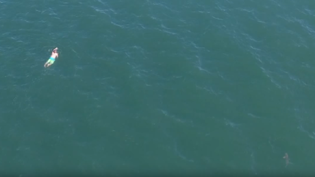 Viola la ley, huye de la Policía, salta al mar… y se encuentra con un tiburón 