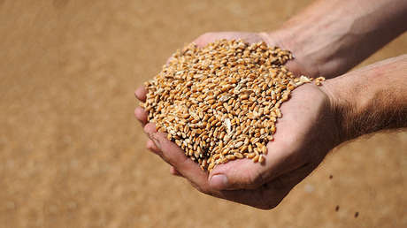 Llega a Venezuela el primer cargamento de trigo proveniente de Rusia