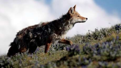 No es broma: Una creciente población de 'perros zombis' ponen en alerta a Chicago