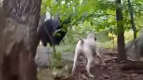 Este perro 'echa' a cualquiera de su territorio… ¡hasta a un oso!