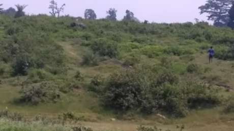 Un elefante pisotea y mata a un hombre que quiso hacerse un ‘selfie’ con él