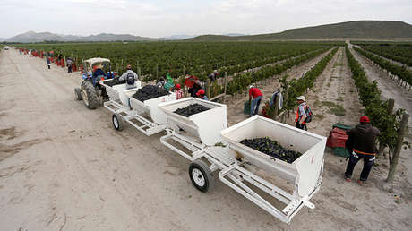 Un estudio revela que en México están autorizados 183 plaguicidas altamente peligrosos