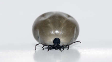 VIDEO: Escapa una peligrosa garrapata que fue llevada como muestra a una conferencia de prensa