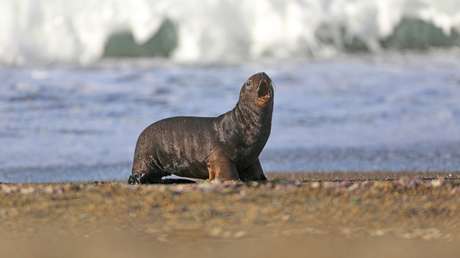 Crueldad animal: Hallan a un lobo marino amarrado a un árbol en Ecuador (VIDEO)