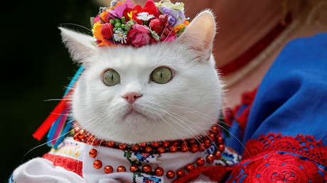 Encuentran un vínculo entre un parásito común en gatos y el cáncer en humanos 