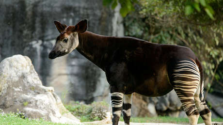 Extrañas criaturas que parecían ser míticas pero son de verdad