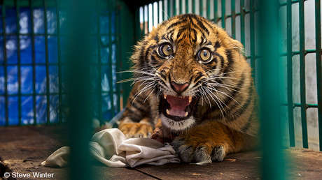 Una vuelta al mundo a través de las fotos más 'salvajes' de 2017