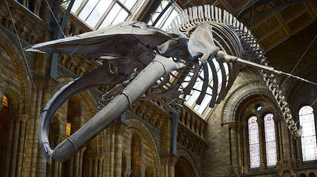 Increíble 'batalla' en Twitter entre dos museos londinenses