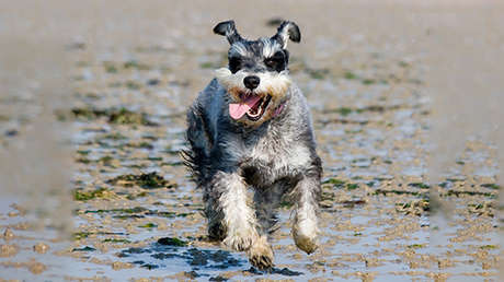 Los perritos radioactivos de Chernóbil, en busca de caricias (VIDEO)