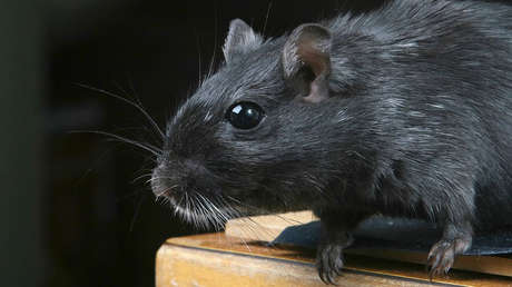 Descubren una especie de rata gigante que vive en los árboles y roe cocos (FOTO)