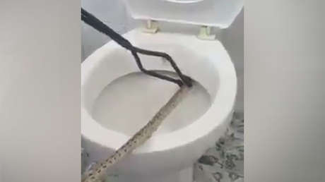 FUERTE VIDEO: Sacan una serpiente de un metro del inodoro 
