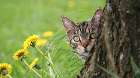 Miaustura: un polémico festival peruano donde comen carne de gato