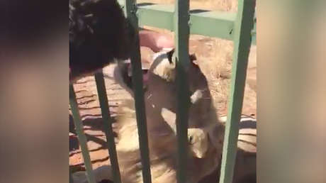 Momento terrorífico: un león muerde la mano de un rugbista británico