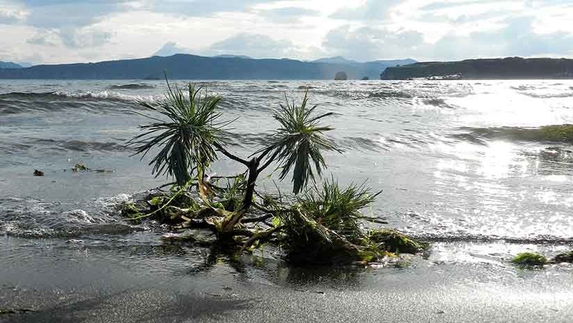 La mayor extinción en la Tierra pudo ser causada por erupciones volcánicas en Siberia