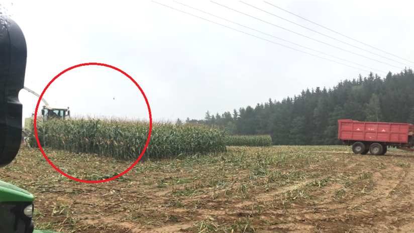 Recolectaban maíz y se encontraron con una manada de 'bestias' que huyó despavorida 