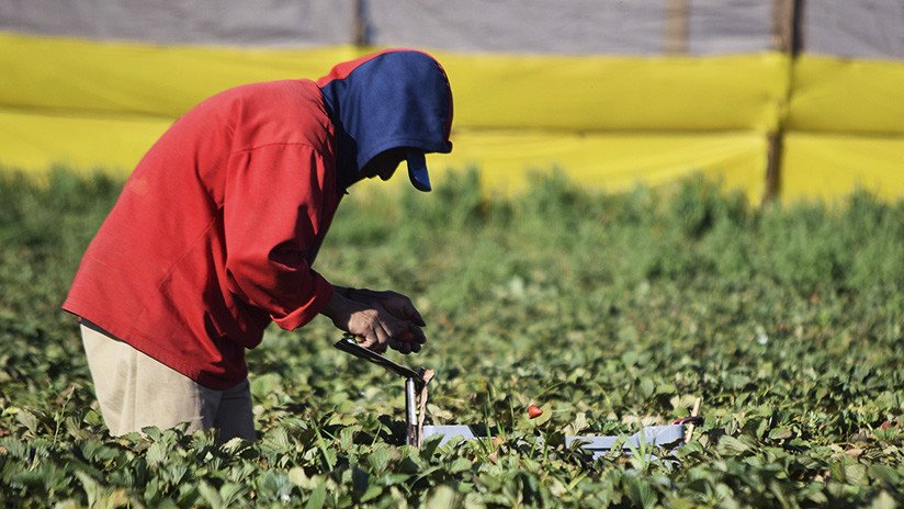 La popular planta que ahora está en la mira del crimen organizado en México 