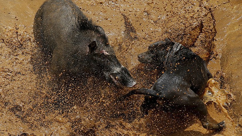 FOTOS: Así son las brutales peleas hasta la muerte entre perros y jabalíes en Indonesia