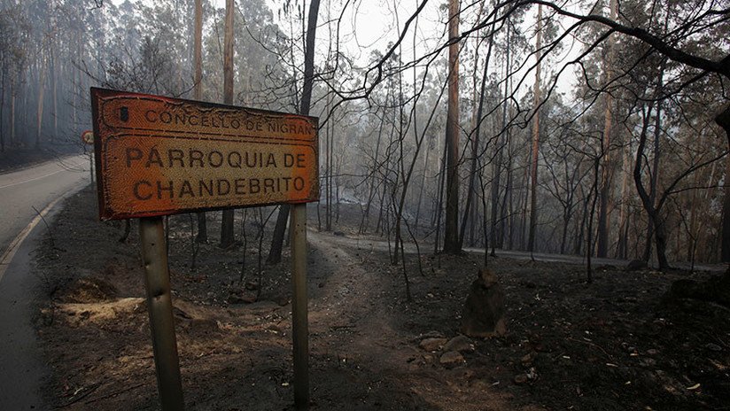 Desmienten la noticia viral de la perra de Galicia que llevaba a su cachorro calcinado 