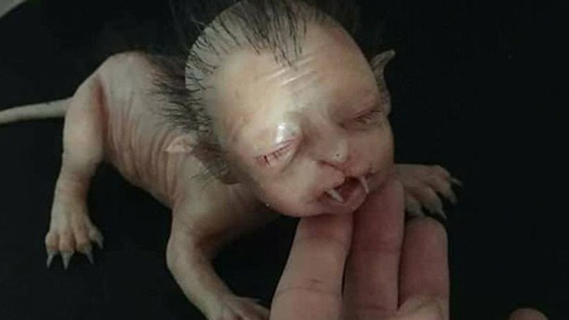 La extraña criatura que se viralizó tanto en Internet que hasta la Policía tuvo que intervenir