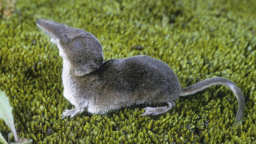 Hallan un animalito capaz de contraer su cráneo en un 20%