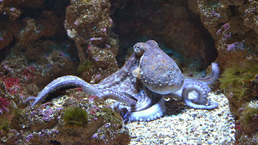 Misterioso hallazgo: Decenas de pulpos se arrastran por la costa de Gales (VIDEO)