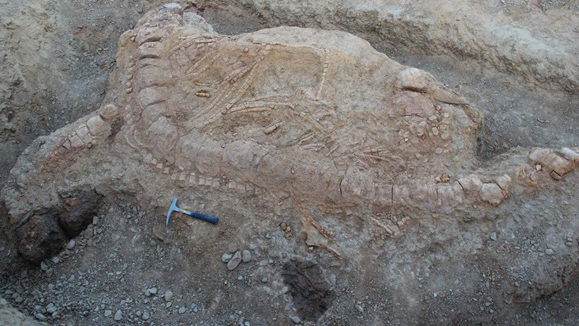 Hallan en la India el fósil de un 'monstruo' marítimo de cinco metros junto con su 'comida' favorita