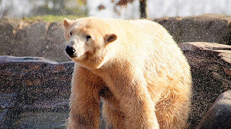FOTOS: Más de 200 osos polares se congregan cerca de una ballena muerta para alimentarse