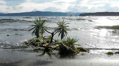 La mayor extinción en la Tierra pudo ser causada por erupciones volcánicas en Siberia