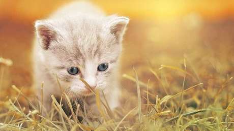 Por primera vez, toman imágenes de una especie del desierto en su ambiente natural (Fotos y video)