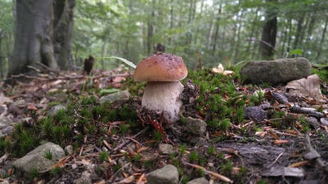 Polonia: Un 'ejército' de recolectores de setas retrasa planes de un batallón de tanques de EE.UU.