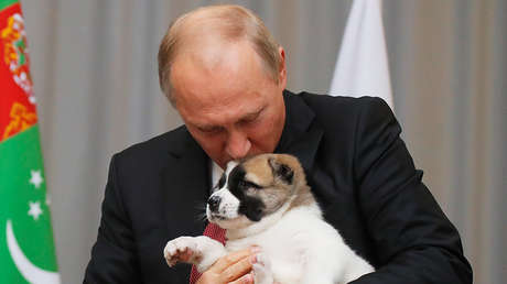 VIDEO: El cachorro de pastor de Asia Central que le regaló a Putin el presidente de Turkmenistán